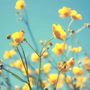 Meet your Posher, Lupe